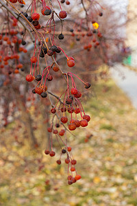 秋季红苹果的特写秋红浆果，水果 Malus Baccata，秋季在人行道旁的灌木树上