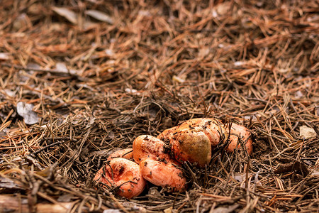 蔬菜落摄影照片_森林中落针和松果中的藏红花奶帽组，蘑菇采摘季节，选择性聚焦