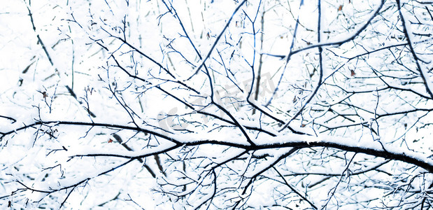 寒假补习班摄影照片_寒假背景、圣诞节时森林里雪光闪闪的自然风光和寒冷的天气