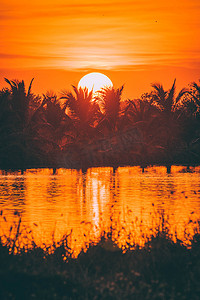 棕榈树剪影在日落时间橙色天空的。