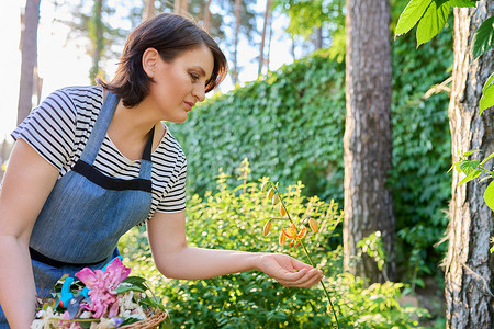围裙照料后院花坛的女人为盛开的百合植物欢欣鼓舞