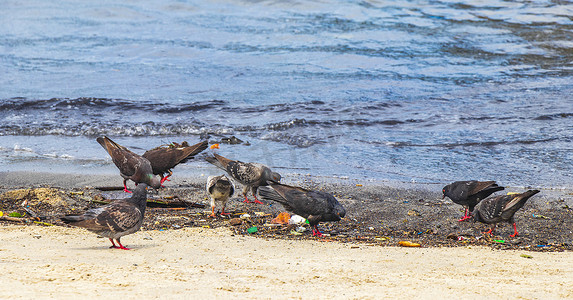鸽子大海摄影照片_鸽子吃的是巴西搁浅的被冲走的垃圾污染。
