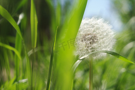 白色发光摄影照片_模糊的绿草背景上的白色蒲公英