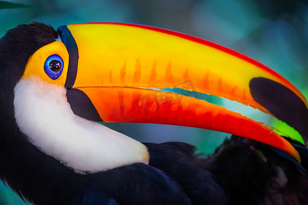 巴西潘塔纳尔湿地色彩缤纷的托科巨嘴鸟热带鸟