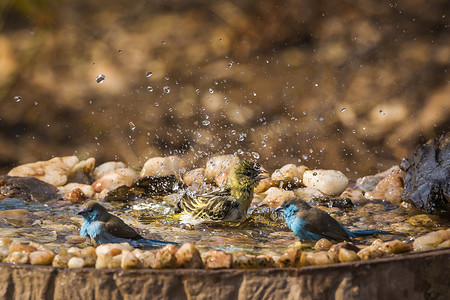 南非克鲁格国家公园的乡村织工和蓝胸蓝胸