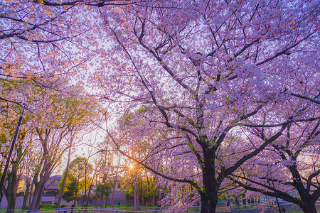 吉村寺绿地公园的樱花和夕阳美景