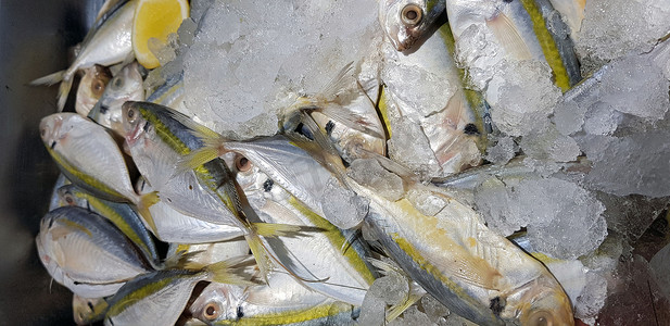 选择性焦点新鲜渔业产品黄条鱼或黄条鱼