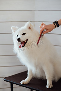 雪白狗日本斯皮茨品种正在为展览做准备，宠物屋里梳理狗的过程