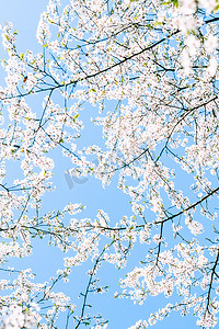 樱花梦幻摄影照片_樱花和蓝天，白花作为自然背景