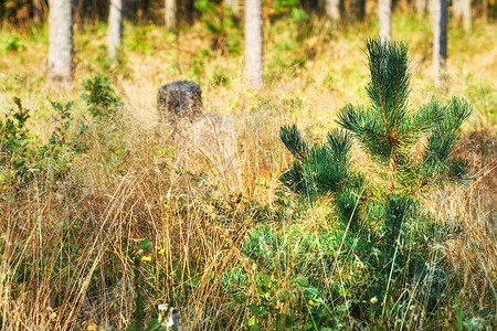 偏远的摄影照片_生长在冷杉和雪松森林里的小绿松树特写镜头，在偏远的乡村树林里有干燥的秋草。