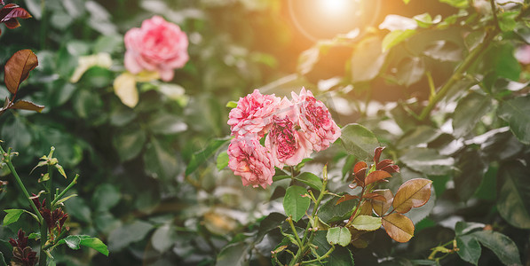 明媚春天摄影照片_花园里盛开的粉红玫瑰，明媚的阳光