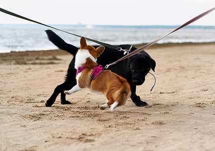 两只牵着皮带的狗在沙滩上相遇并互相玩耍。