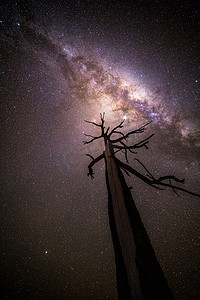 银河系摄影照片_树伸向头顶闪耀的星星