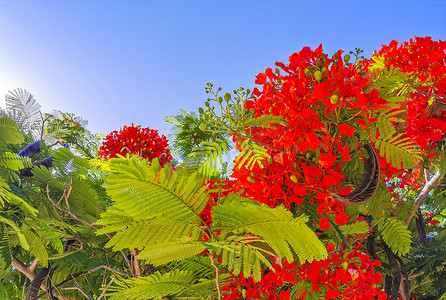 美丽的热带火焰树红色花朵艳丽的墨西哥凤凰。