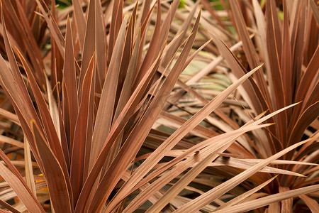 红色宝剑摄影照片_花园里的 Cordyline Australis 植物