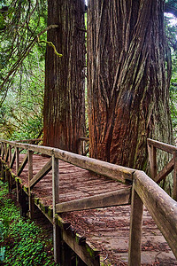 从木步行桥一侧看，红杉树被切入桥中