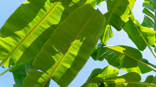 菜牌封面摄影照片_香蕉叶、封面和文本的植物背景