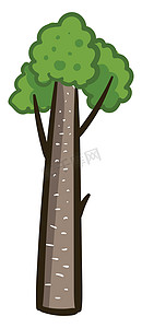 高大上的摄影照片_松树高大的树，插图，白色背景上的矢量