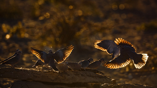 南非 Kgalagadi 跨境公园的环颈鸽