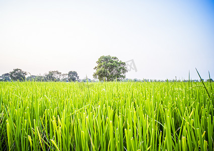 泰国农村地区大树绿色稻田的美丽风景。