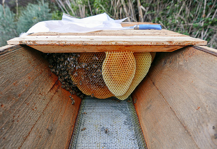 用于生产蜂蜜的蜂巢