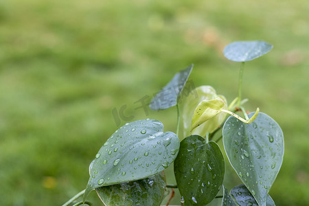 心叶摄影照片_心叶绿色喜林芋植物与雨滴