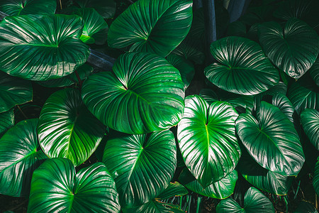 王心摄影照片_心王 Homalomena rubescens Roxb 绿叶热带植物自然背景