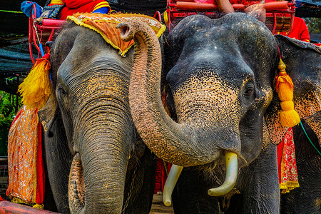 大象营大象（泰国Au Taya）