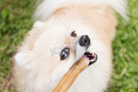 博美犬在绿草背景上嚼着一根骨头。