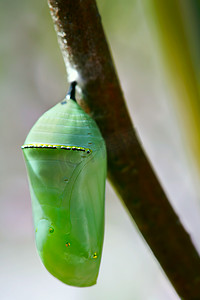 淡绿色卷轴摄影照片_帝王蝶的淡绿色蛹