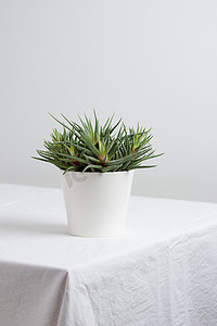 盆摄影照片_白盆里的室内植物