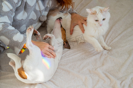 白人妇女抱着白色毛茸茸的猫和杰克罗素梗犬躺在床上。