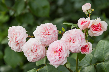 自然夏季背景与大卫奥斯汀粉红玫瑰。