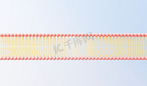 互补摄影照片_3d 渲染细胞膜磷脂双层。