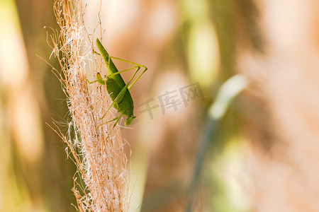 一只绿色蚂蚱在背光中爬下潘帕斯草