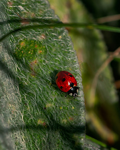 坐在叶子上的红瓢虫昆虫