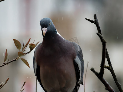 斑尾林鸽摄影照片_雨中的斑尾林鸽，羽毛上沾满了雨滴。