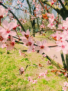 苹果开摄影照片_苹果树花开，春天花开