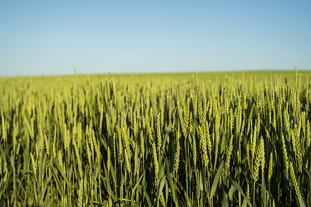 关闭生长在田间的年轻绿色小麦的耳朵。