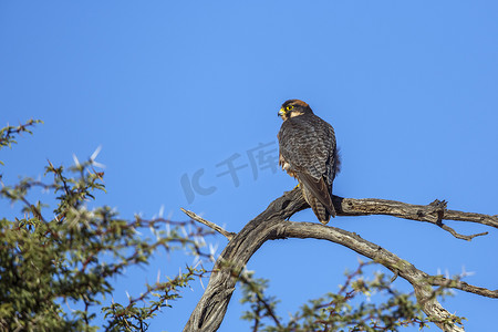 南非 Kgalagadi 跨境公园的兰纳猎鹰