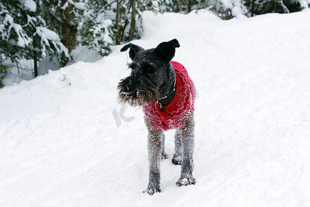 穿着毛衣的狗在雪地里玩耍