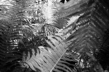 蕨类花摄影照片_蕨类灌木丛黑色和白色背景