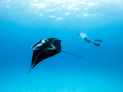 盘旋的巨型海洋蝠鲼、Manta Birostris 和在蓝色海洋中自由潜水的人的水下视图。