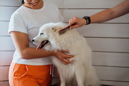 训宠物摄影照片_雪白狗日本斯皮茨品种正在为展览做准备，宠物屋里梳理狗的过程