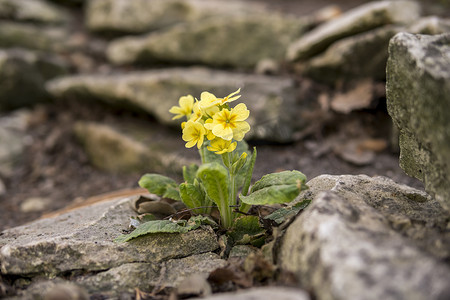 生长在石灰岩岩石上的小黄色花