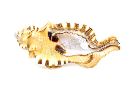lotoria lotoria 海贝壳的图像，俗称黑斑蜗牛或在白色背景下隔离的沐浴海卫。