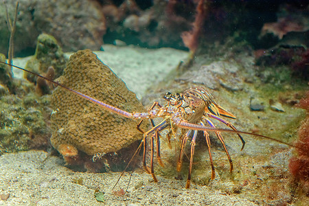 海底自然栖息地的大龙虾快照。