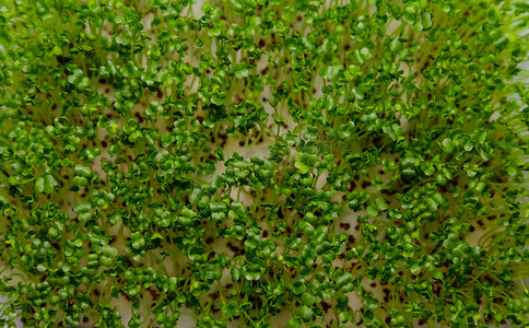 微绿豌豆芽在白色背景上分离。