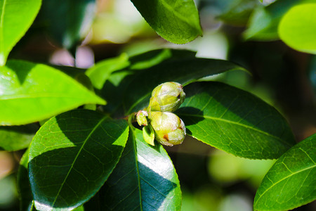 山茶花（Camellia japonica），被称为普通山茶、日本山茶或日语中的椿，是山茶属最著名的物种之一。