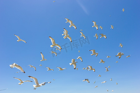 一群群飞翔的海鸥
